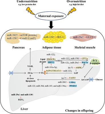 Non-coding RNAs: The link between maternal malnutrition and offspring metabolism